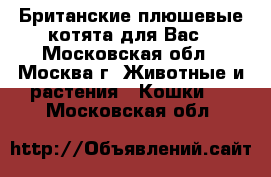 Британские плюшевые котята для Вас - Московская обл., Москва г. Животные и растения » Кошки   . Московская обл.